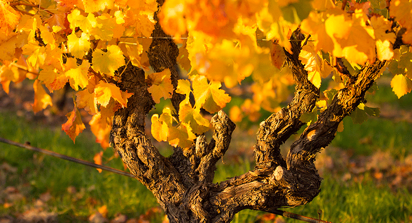 Hayes Family Wines Autumn Vines